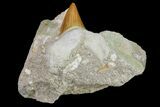Otodus Shark Tooth Fossil in Rock - Eocene #161192-1
